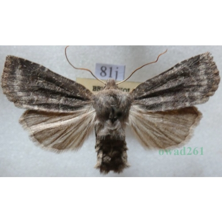 Conistra ligula (Esper, 1791) Porożnica Czech81j